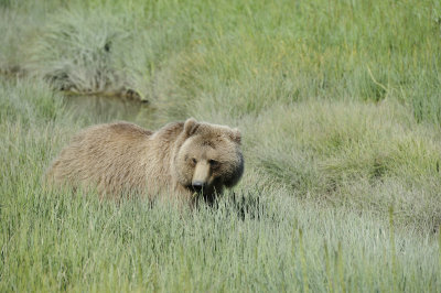 Brown Bear-063018-Lake Clark National Park, AK-#4824.JPG