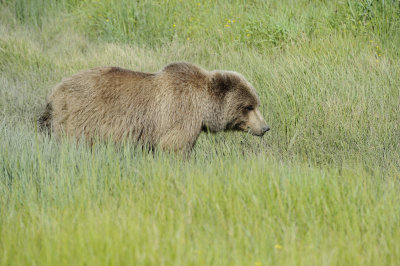 Brown Bear-063018-Lake Clark National Park, AK-#4826.JPG