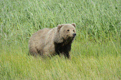 Brown Bear-063018-Lake Clark National Park, AK-#4835.JPG