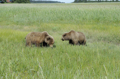 Brown Bear-063018-Lake Clark National Park, AK-#4852.JPG