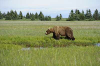 Brown Bear-063018-Lake Clark National Park, AK-#4882.JPG