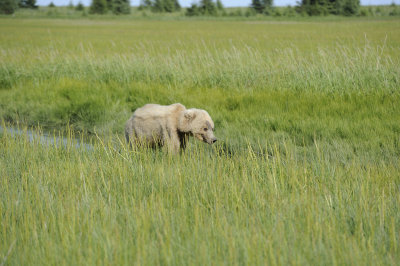Brown Bear-063018-Lake Clark National Park, AK-#4898.JPG