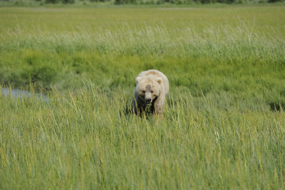 Brown Bear-063018-Lake Clark National Park, AK-#4900.JPG