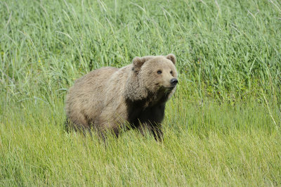 Brown Bear-063018-Lake Clark National Park, AK-4834.JPG