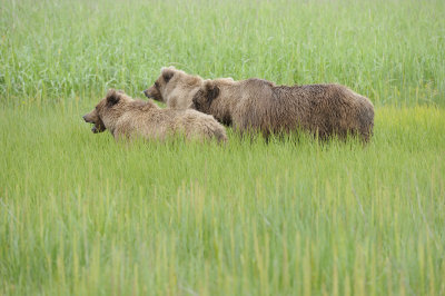 Brown Bear-3, 063018-Lake Clark National Park, AK-#0013.JPG
