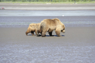 Brown Bears Clamming, Low Tide-063018-Lake Clark National Park, AK-#0310.JPG