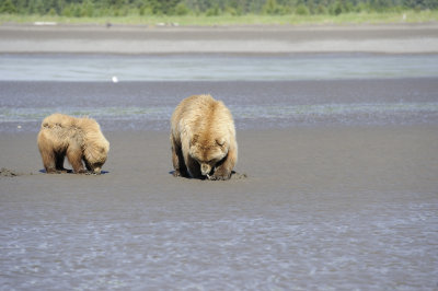 Brown Bears Clamming, Low Tide-063018-Lake Clark National Park, AK-#0316.JPG
