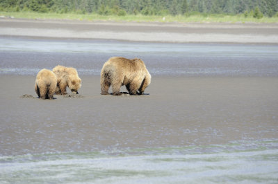 Brown Bears Clamming, Low Tide-063018-Lake Clark National Park, AK-#0357.JPG