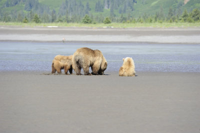 Brown Bears Clamming, Low Tide-063018-Lake Clark National Park, AK-#0395.JPG