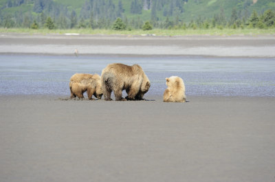 Brown Bears Clamming, Low Tide-063018-Lake Clark National Park, AK-#0397.JPG