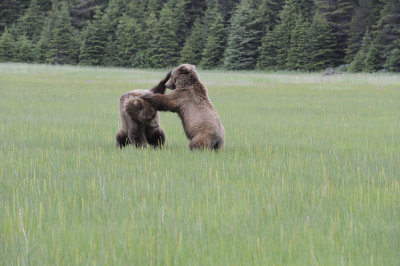 Brown Bears, 2 fighting-062718-Lake Clark National Park, AK-#2964.JPG
