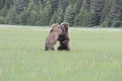 Brown Bears, 2 fighting-062718-Lake Clark National Park, AK-#2967.JPG