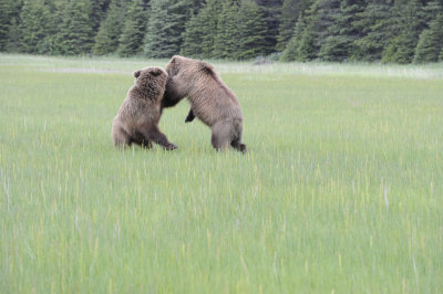 Brown Bears, 2 fighting-062718-Lake Clark National Park, AK-#2974.JPG