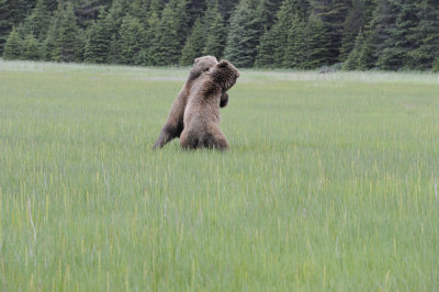 Brown Bears, 2 fighting-062718-Lake Clark National Park, AK-#2996.JPG