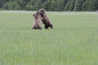 Brown Bears, 2 fighting-062718-Lake Clark National Park, AK-#2999.JPG