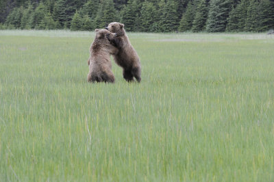 Brown Bears, 2 fighting-062718-Lake Clark National Park, AK-#3000.JPG