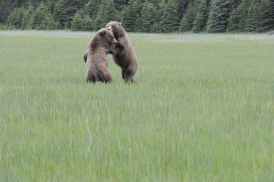 Brown Bears, 2 fighting-062718-Lake Clark National Park, AK-#3001.JPG