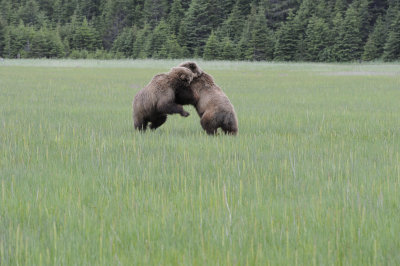 Brown Bears, 2 fighting-062718-Lake Clark National Park, AK-#3005.JPG