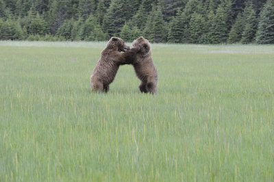 Brown Bears, 2 fighting-062718-Lake Clark National Park, AK-#3012.JPG
