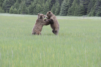 Brown Bears, 2 fighting-062718-Lake Clark National Park, AK-#3034.JPG