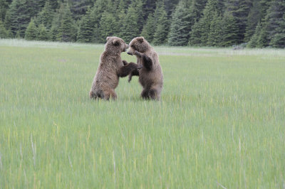 Brown Bears, 2 fighting-062718-Lake Clark National Park, AK-#3036.JPG