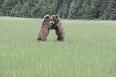 Brown Bears, 2 fighting-062718-Lake Clark National Park, AK-#3037.JPG