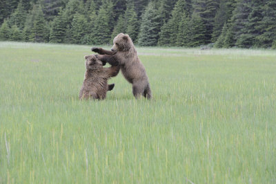 Brown Bears, 2 fighting-062718-Lake Clark National Park, AK-#3040.JPG