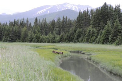Brown Bears, 2-062718-Lake Clark National Park, AK-#3097.JPG