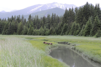 Brown Bears, 2-062718-Lake Clark National Park, AK-#3098.JPG