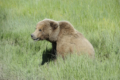 Brown Bears-063018-Lake Clark National Park, AK-#4685.JPG