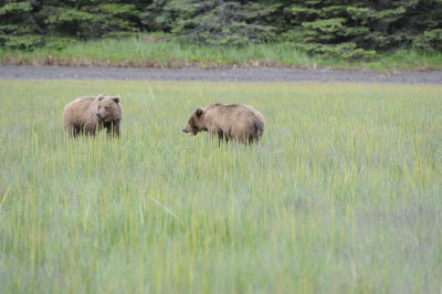 Brown Bears-2-062918-Lake Clark National Park, AK-#1032.JPG