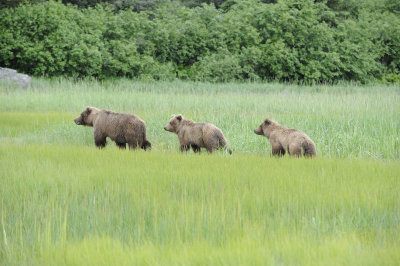 Brown Bears-3-062918-Lake Clark National Park, AK-#0049.JPG