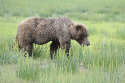 Brown Bears-3-062918-Lake Clark National Park, AK-#1089.JPG