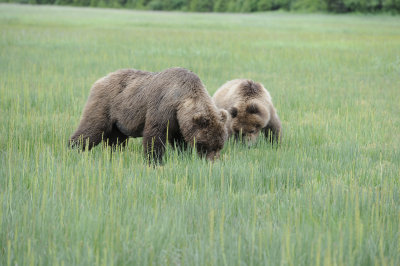 Brown Bears-3-062918-Lake Clark National Park, AK-#1117.JPG
