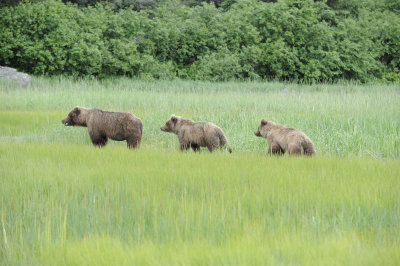 Brown Bears-3-063018-Lake Clark National Park, AK- #0053.JPG
