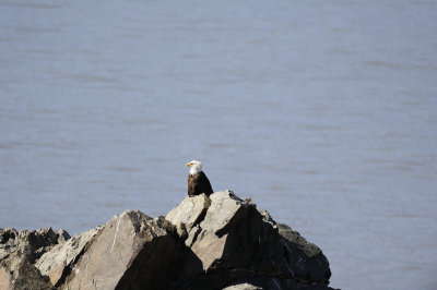 Eagle, Bald-070218-Lake Clark National Park, AK- #4471.JPG
