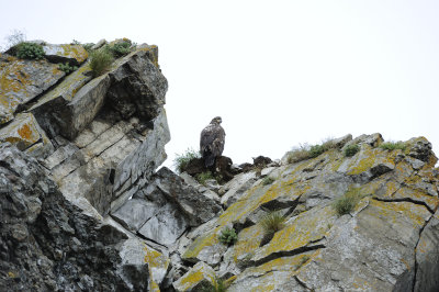 Eagle-UNKNOWN-062918-Lake Clark National Park, AK-#1405.JPG