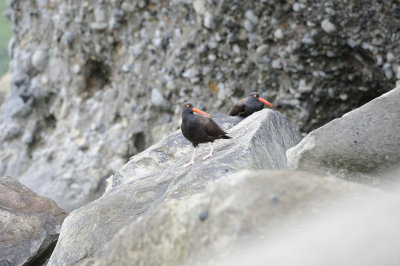 Oyestercatcher, Black-062918-Lake Clark National Park, AK-1403.JPG