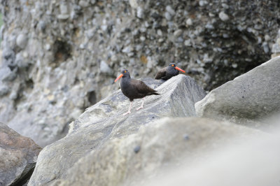 Oystercatcher-062918-Lake Clark National Park, AK-#1400.JPG