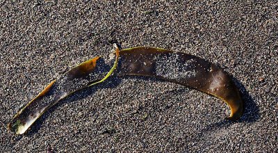 PB290882_Beached Kelp.jpg