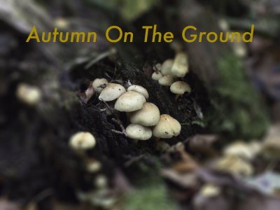 Autumn On the Ground