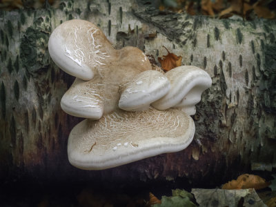 Razor Strop Fungus-180601.jpg