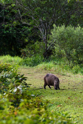 Regua - Reserva Ecologica Guapiaçu