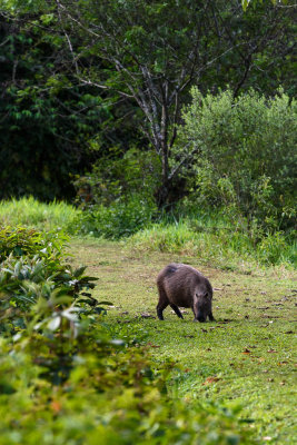 Capivara na Trilha