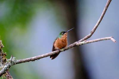 Beija-flor-rubi (fmea)