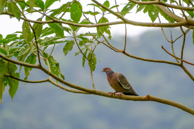 Aves Brasileiras