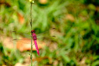 Jardim Botanico