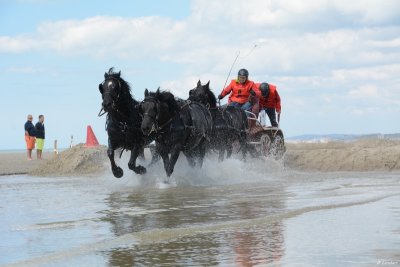 Marathon d'attelages - Berck sur mer 21 mai 2017