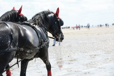 Marathon d'attelages - Berck sur mer 21 mai 2017