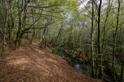 Promenade le long du ruisseau 